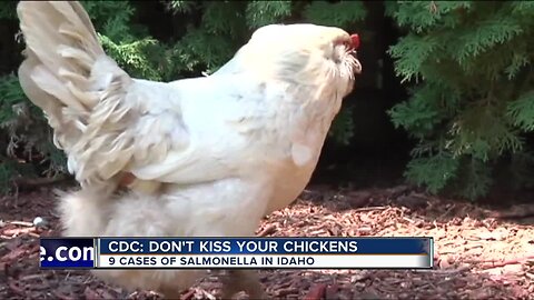 CDC warns against kissing backyard poultry due to salmonella