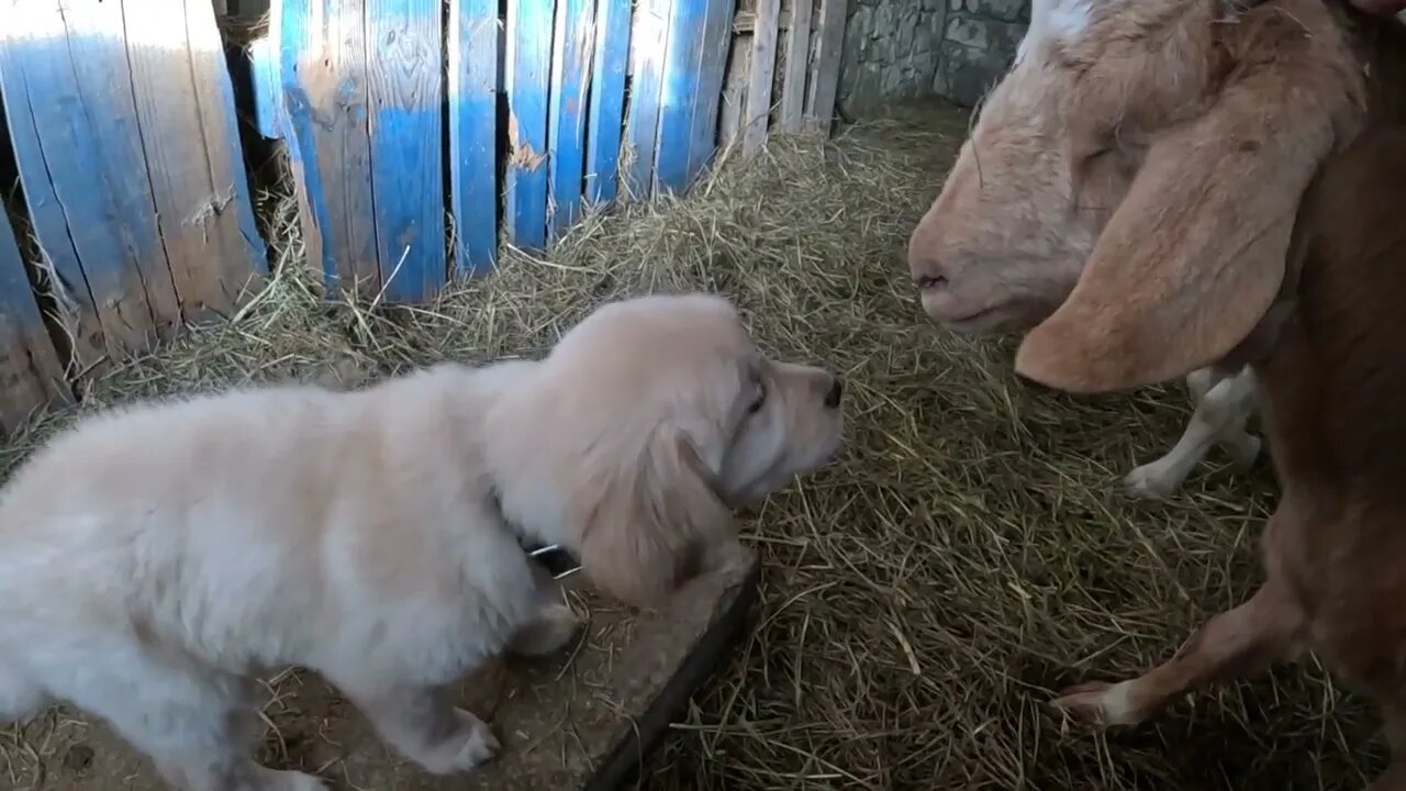 Golden Retriever Puppy First Day on the Farm