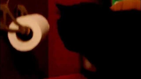 Charlie Cat Throwing a Temper Tantrum The Saga of Charlie & Prada
