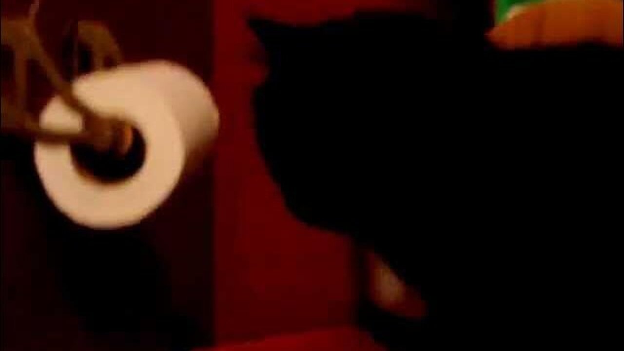 Charlie Cat Throwing a Temper Tantrum The Saga of Charlie & Prada