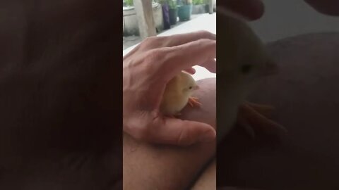Olha o que eu peguei!