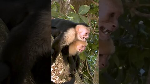 Capuchin Monkeys #shorts #short