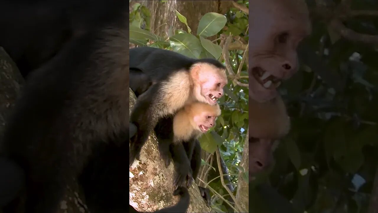 Capuchin Monkeys #shorts #short