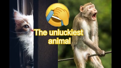 The unluckiest animal🤣 - Funny animals compilation