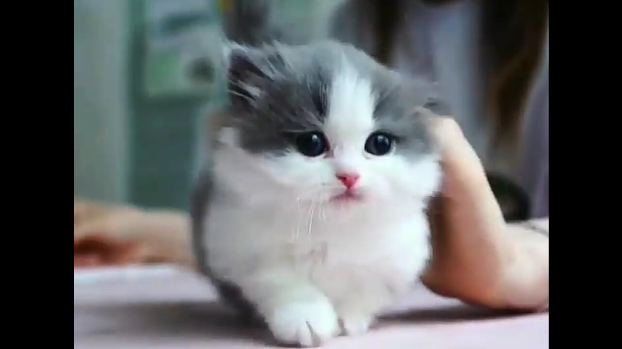 cute and funny cats