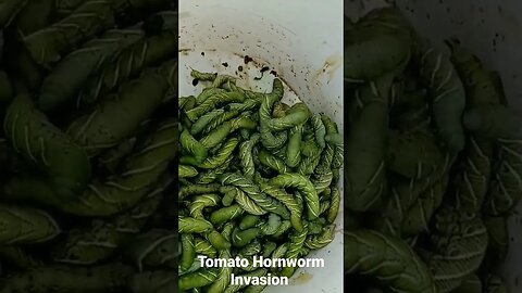 Tomato Hornworm Invasion #Shorts