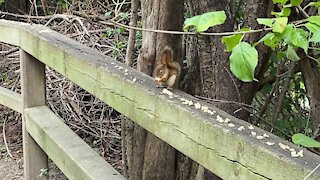 Red-Tailed Squirrel still eating 😊