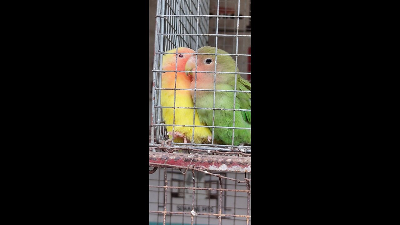 parrot loving video Birds video