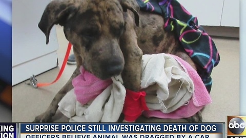 Still no leads as police investigate death of Surprise dog