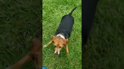 Daisy Is The Real Lead Rooster #chickens #dog #dogs #beagle