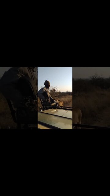 What would you do here | Lion 😳 #lion #wildlife