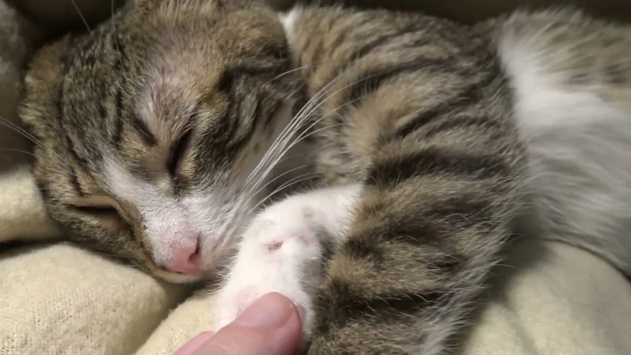 The Sweetest Purring Baby Cat