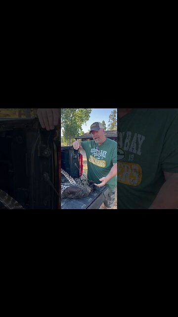 How rare are bearded hens? #shorts #turkey #turkeyhunting