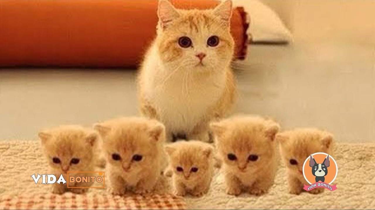 The most adorable cats __ in the world EP1 cute life