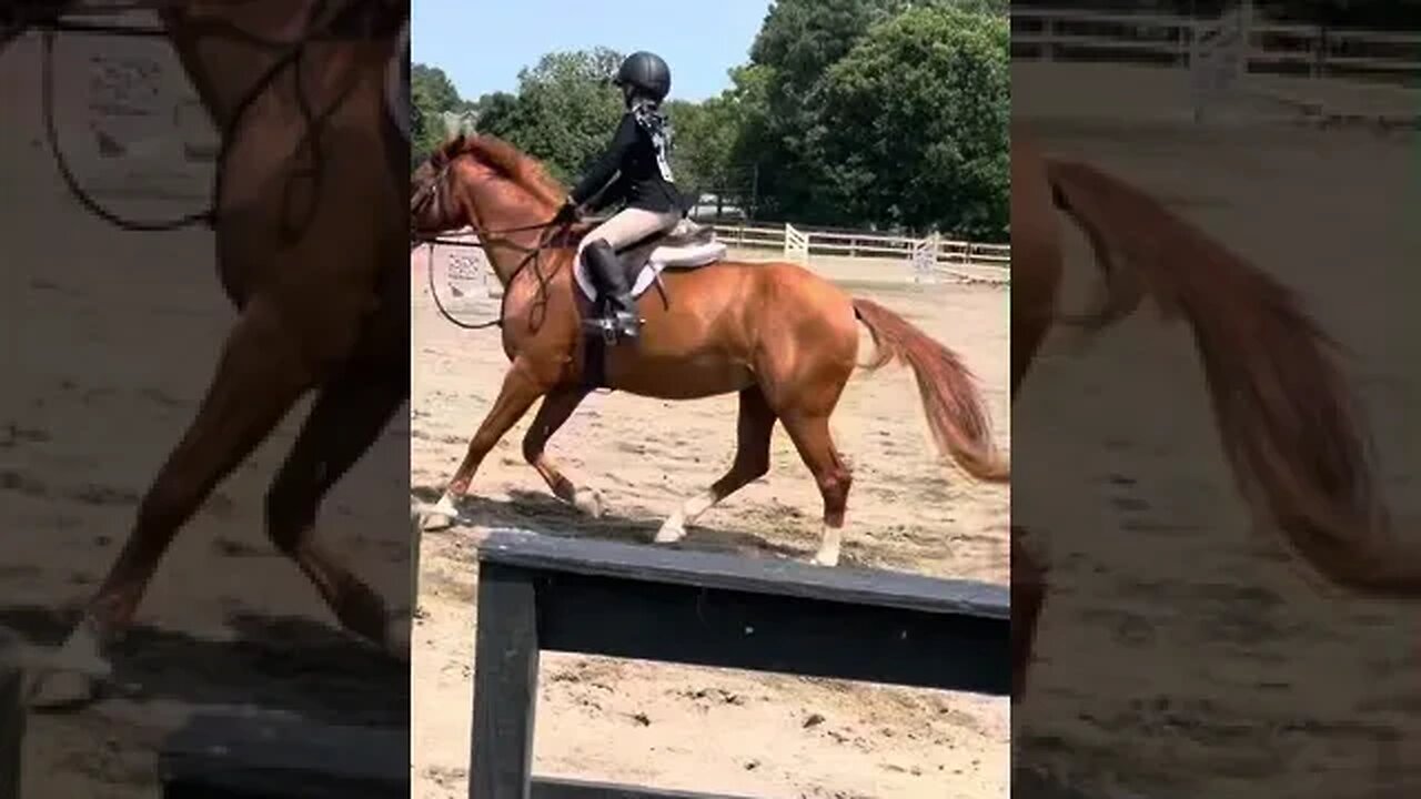 Livia on Oso big day winning ribbons at the show