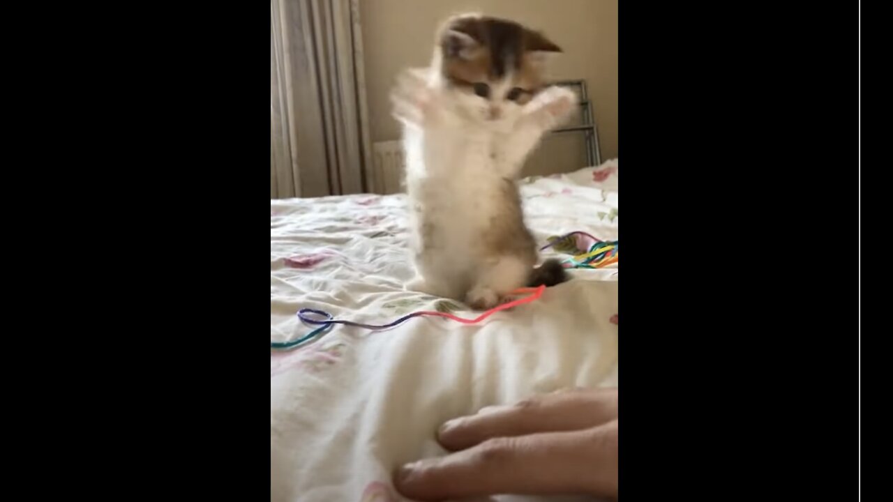 Cute kitten tries to pounce on hand