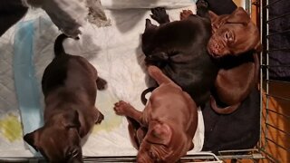 OBI2021 PATTERDALE LITTER 5.5 WEEK BLACK RED FELL TERRIERS. PUPS PUPPIES PUPPY DOGS SIMPLE