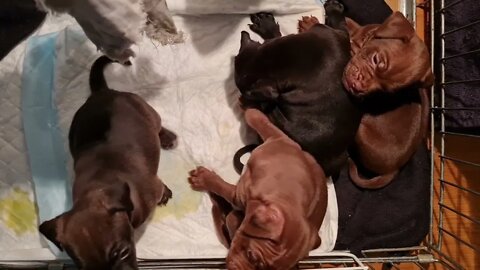 OBI2021 PATTERDALE LITTER 5.5 WEEK BLACK RED FELL TERRIERS. PUPS PUPPIES PUPPY DOGS SIMPLE