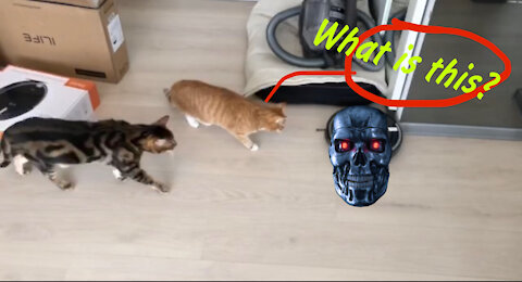 The Cats met with the "cat terminator"