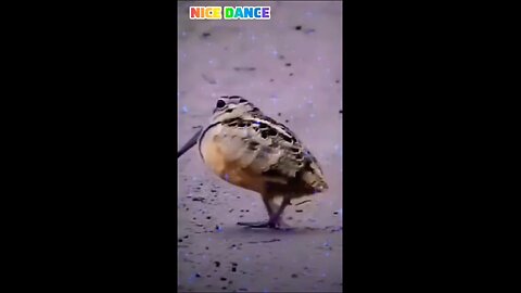 ♥️BIRD BEAUTIFUL DANCE♥️