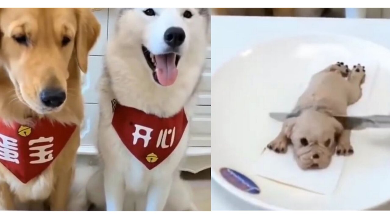 Making cake in the shape of a dog and scaring other dogs