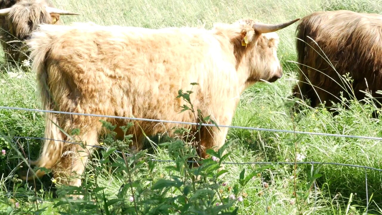 Sally Needs A Mate...Checking Out A Bull