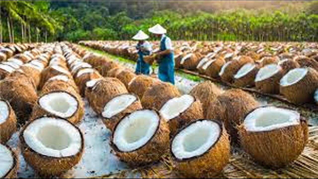 OIL Making Process from Coconut in Factory - Coconut Harvesting and Processing for Oil and Sugar