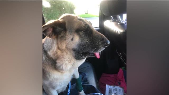 Dog bitten by rattlesnake missing from animal hospital in Jensen Beach