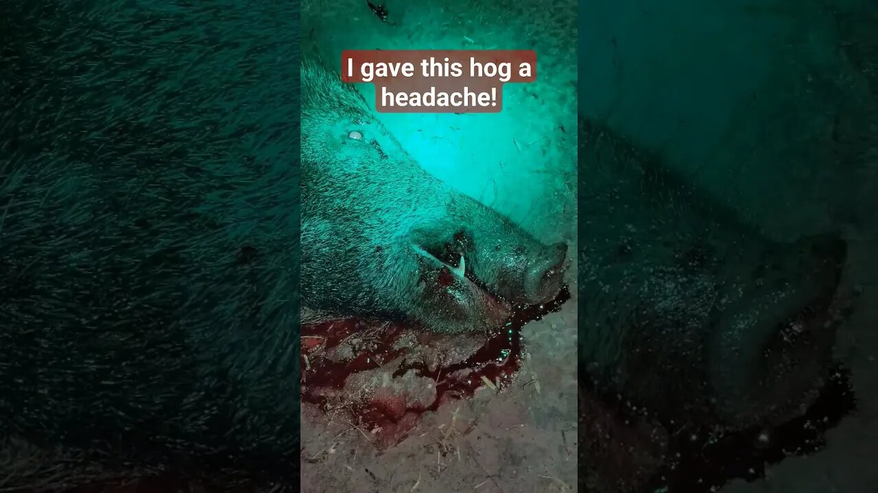 I gave this Hog a Headache!