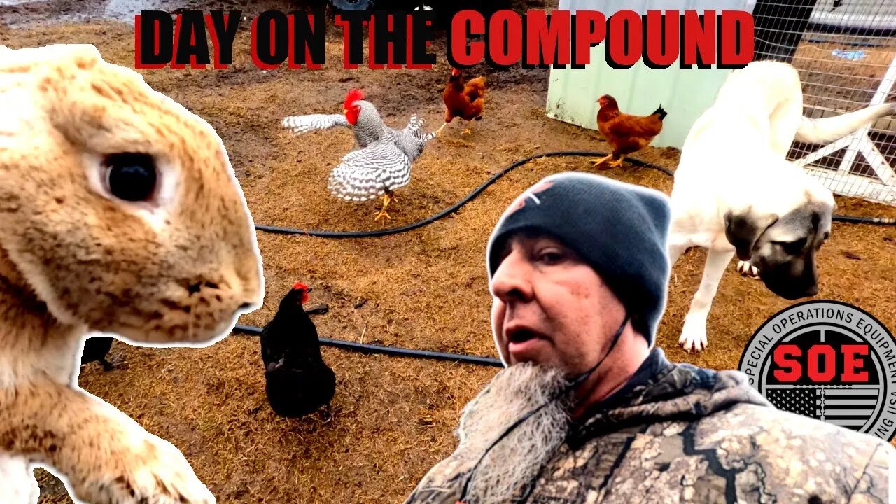 Rabbits and Chickens EVERYWHERE! D.O.C 167 #farmlife #farming #chickens #rabbits #raisingrabbits