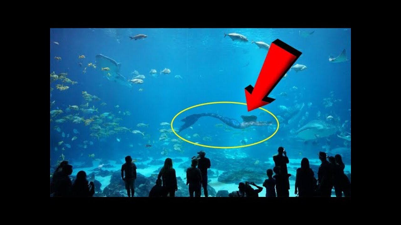 They Are Real... Mermaid Caught On Camera!