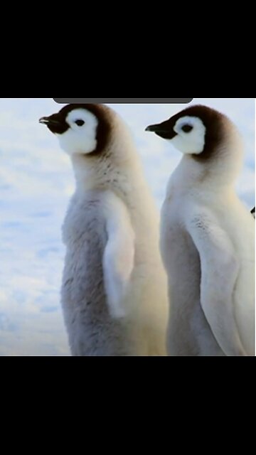 Cute Penguins Amazing Nature Relaxing Music Video