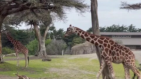 San Francisco Zoo in winter.