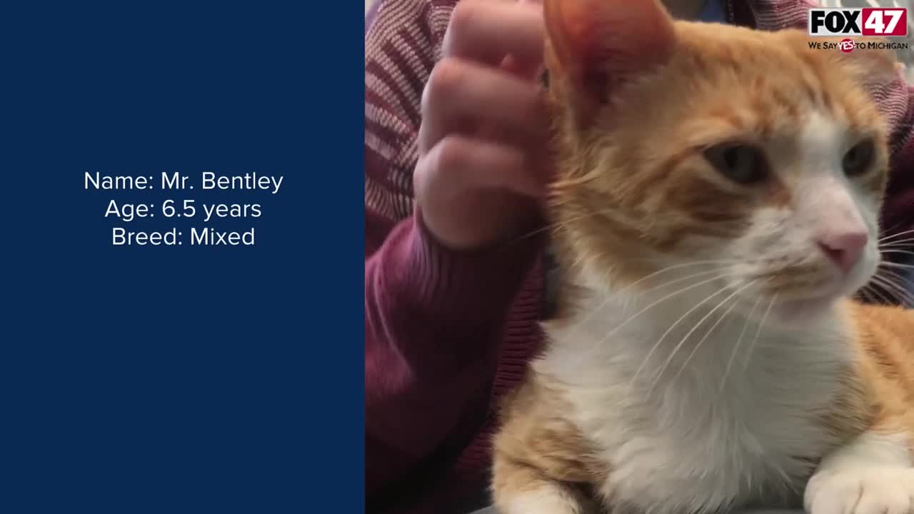 FOX Finders Pet Finder - Meet Mr. Bentley