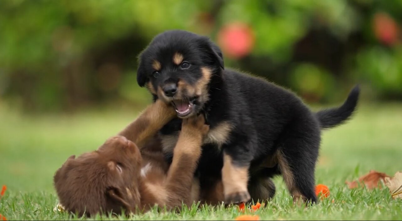 CUTE PUPPIES PLAYING IN THE PARK