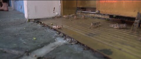 Grasshoppers swarm Las Vegas strip