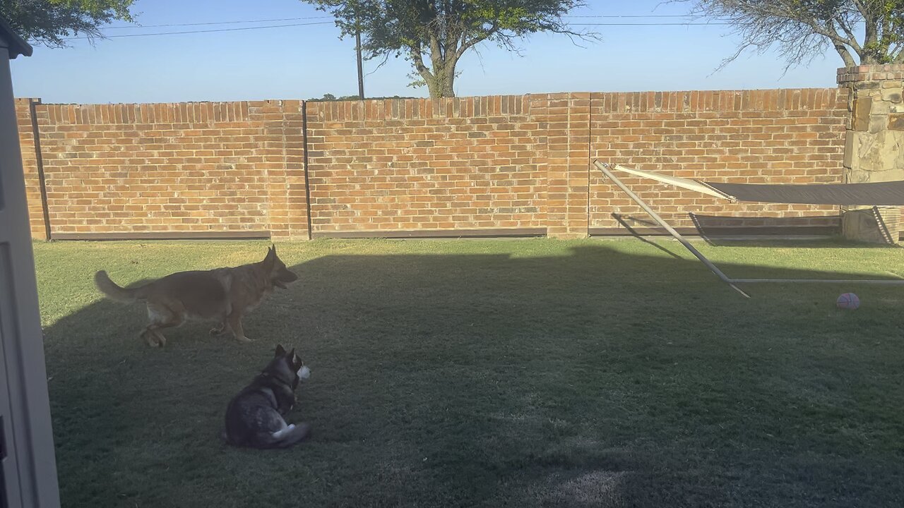 Angel chasing dragon flys while Loki observes