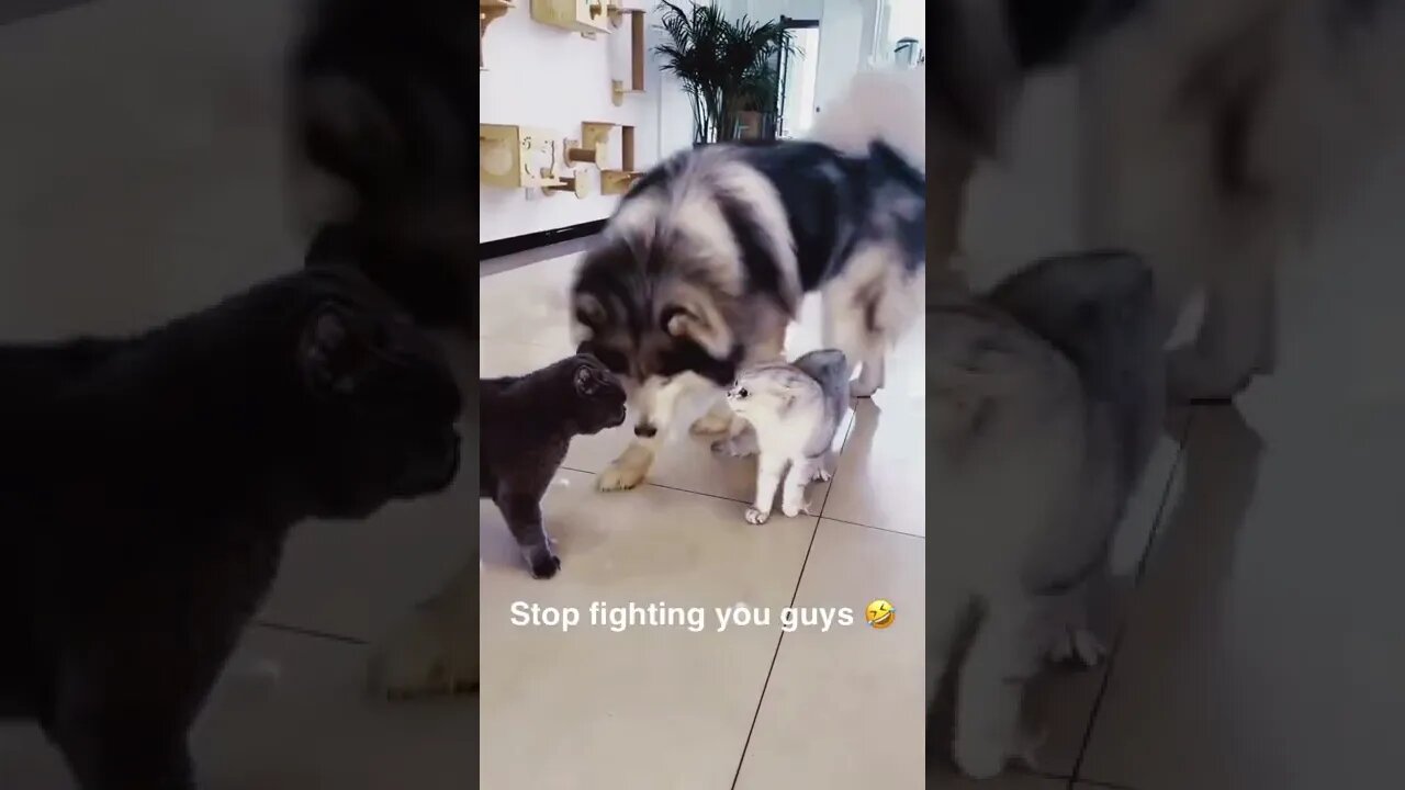 Cat 🐱 fight stopped by the big dog 🐩🤣🤣👍👍 #like #cute #justforfun #justforlaugh #likeandshare