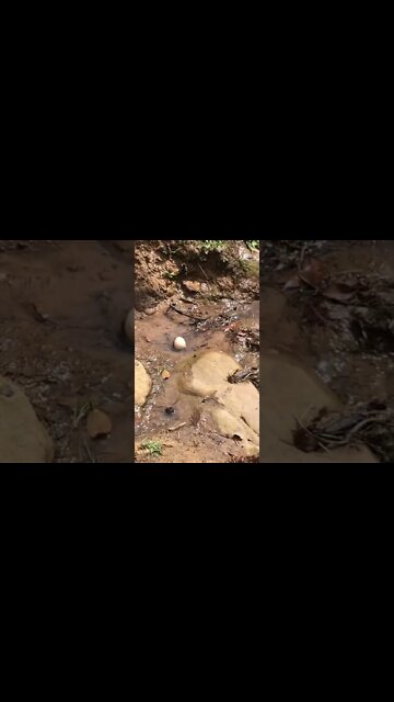 Guinea fowl egg in creek - it actually rolled from the nest.