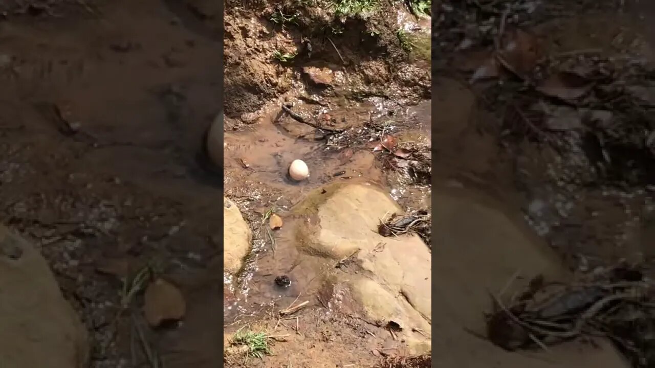 Guinea fowl egg in creek - it actually rolled from the nest.