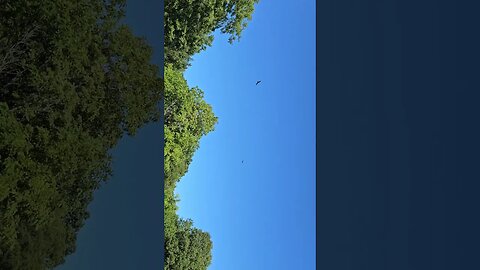 Vultures soaring .... sideways !? 😶