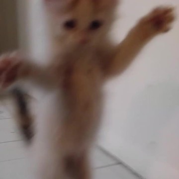 Cute Kitten Dances For the Camera