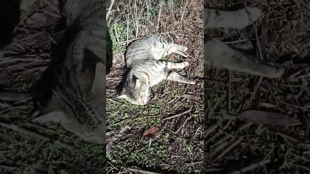 Good Morning Skippy and Geese and Goslings