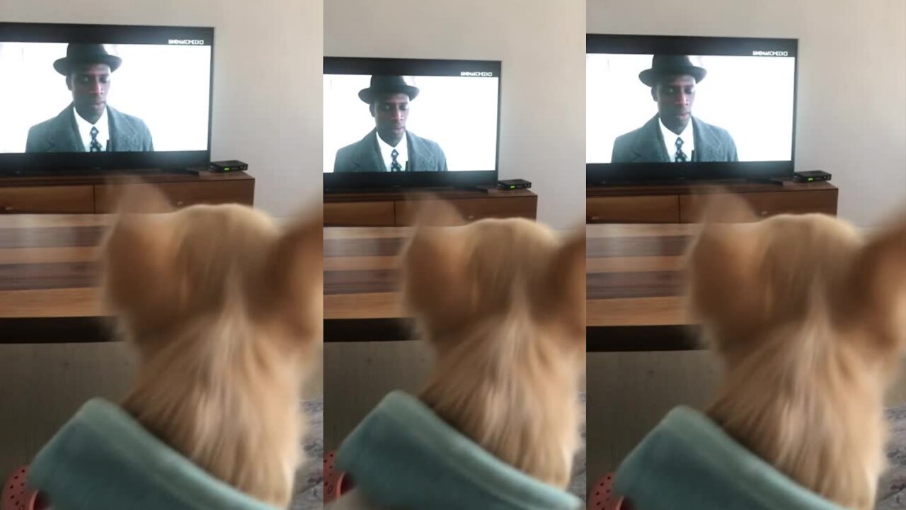 Why is the Chihuahua barking at the man in the movie?