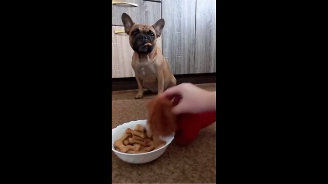 Funny animal videos 2023 - Funny cats_dogs
