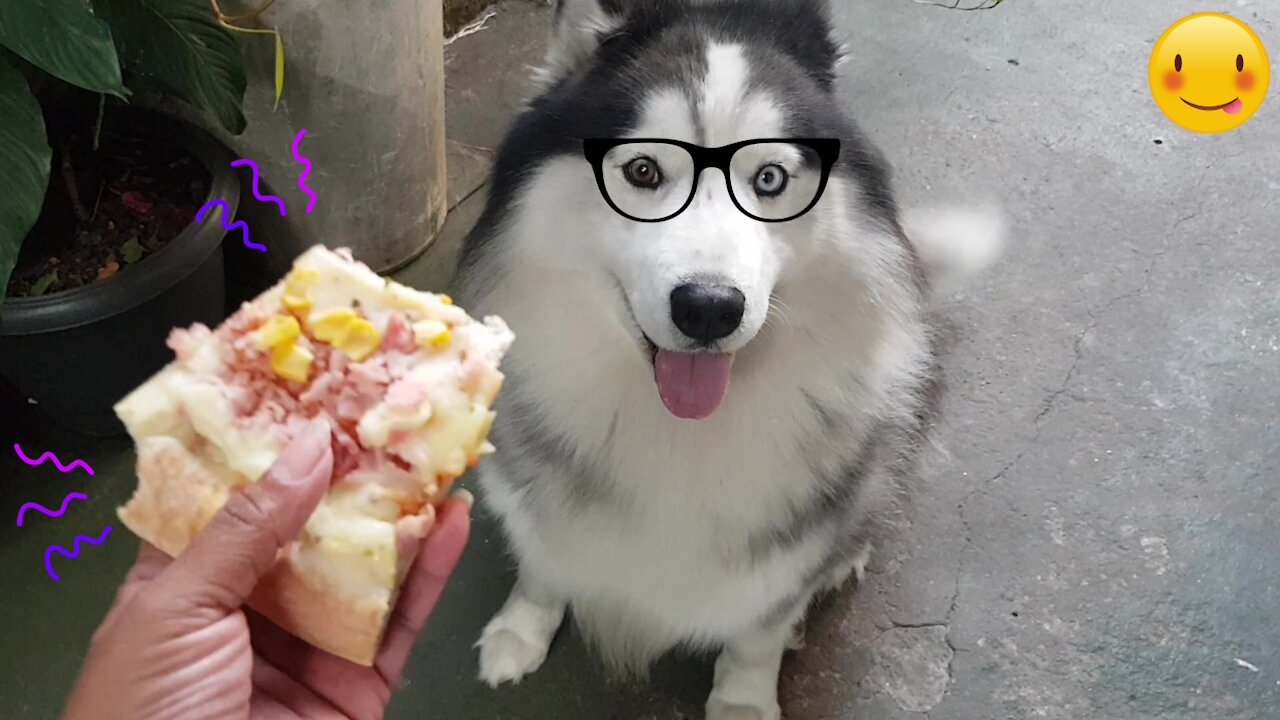 DOG THOR WANTS TO EAT A PIECE OF PIZZA! 😅🐶