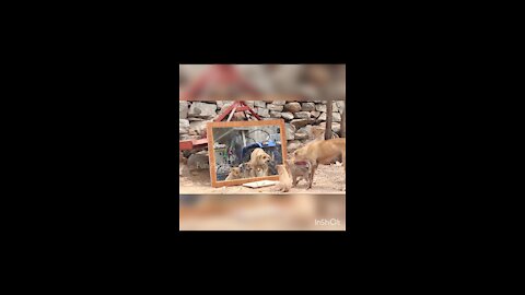 Mirror Prank For Dog Hilarious Reaction Mirror Prank Try not to Laugh So Funny Prank Video 2021
