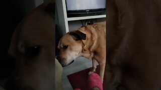 I'll make it better momma 😛 #goodestboy #shorts #itchyfeet