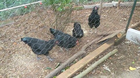 Chicken Sports: Tomato Rugby