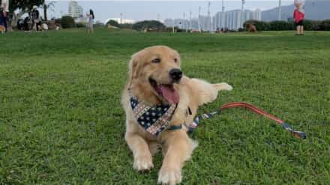 Golden Retriever uses table to scratch cheek